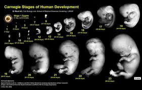 check out the parturition stages inside this ultrasound scope image
