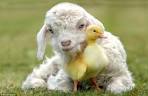 Richard Austin's Animal Magic Heart-warming collection of photos ...