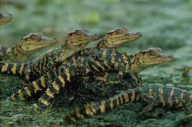 Image result for american alligators