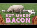Pork and bacon shortage 'unavoidable' as record drought raises ...