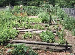 care for our environment is seen in the way we grow our vegetables