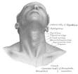 <b>Neck</b>
