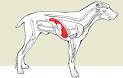 Infectious Canine <b>Hepatitis</b>