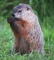 Etsy For Animals: A GROUNDHOG meteorologist ?