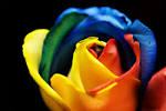 File:Rainbow Rose (3366550029).jpg - Wikimedia Commons
