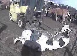 a downer cow is shown