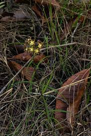 Image result for "Glossostelma carsonii"