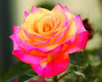 Wallpapers Roses Flowers Photo 329965
