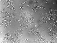 Budding Yeast