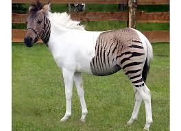 zebra cavallo