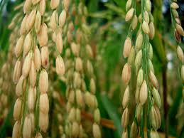 Pola SRI - Teknik budidaya padi yang mampu meningkatkan produktifitas padi