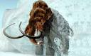 WOOLLY MAMMOTH killed off by climate change - Telegraph
