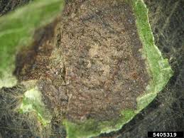 Image result for Isariopsis indica