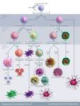 <b>Hematopoiesis</b> from Multipotent