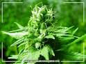 Buy Northern Light marijuana cannabis seeds from Holland.