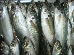 Vựa cá Phượng Hồng chuyên cung cấp các mặt hàng cá mực các loại-giá cả phải chăng - 16