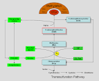 File:<b>Choline</b> metabolism.png