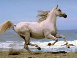 الخيول التركيه من اجمل خيول العالم وولاده حصان سبحان الله Images?q=tbn:ANd9GcSYEyT4cGa48D4Covbxa9iUiQeFH9RMTtTv_IpUCqdX8U2FHLxy7w