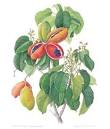 Peanut Tree <b>Sterculia</b> print