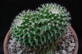 Image result for "Mammillaria knippeliana"