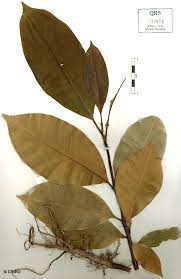 Image result for Mischocarpus grandissimus