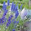<b>Delphinium</b> is a stately,