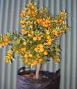 Kumquat Trees - A Tasty Decoration