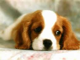sad face puppy