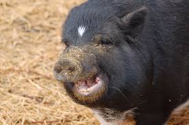 Tacoma Court Debates Does Pig = Hog?: Seattlest - 343629819_25402ae2f6