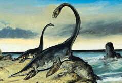 Le Plesiosaurus Images?q=tbn:ANd9GcSa9lIUGIFVhWB59LmsqBCIi3gscMCTF0wCkppqW1zKNtCXzdoJ
