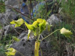 Image result for euphorbia taurinensis