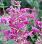 (<b>Agastache</b> cana) another