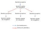 CONJUGAISON (génétique) - Wikipédia
