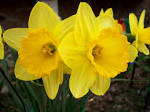 File:Yellow flower.JPG - Wikipedia, the free encyclopedia