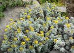 File:<b>Helichrysum</b> splendidum 1.