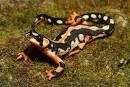 What Are Salamanders? - Save The Salamanders