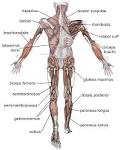 File:Muscle POSTERIOR labeled.png - Wikipedia, the free encyclopedia