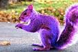 Why Employers Look For PURPLE SQUIRRELs | Ivy Exec Blog