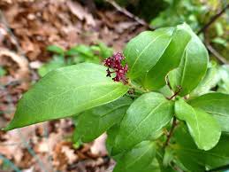 Image result for Decostea racemosa