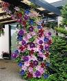Perennials - English Country Gardens