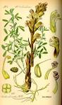 <b>Orobanche</b> lutea