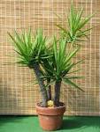 File:<b>Yucca</b> gloriosa in clay