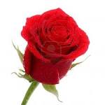 red rose flowers, rose wallpapers, wallpaper, pictures of rose ...