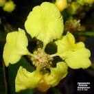 <b>Malpighiaceae</b>
