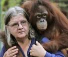 Primatologist Dr. Birute Mary Galdikas, who has been studying primates for ... - article-0-03192EE6000005DC-452_634x529