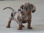 AKC Dapple Dachshund Puppies, by Lisa Testimonials