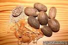 Photo: <b>Myristica fragrans</b> 1.