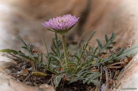 Image result for "Knautia subscaposa"