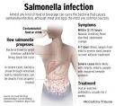 <b>Salmonella Infection</b> has