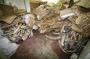 Kenya seizes container with 87 elephant tusks - Worldnews.